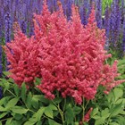 Friends Gardening Group plant sale 14th June