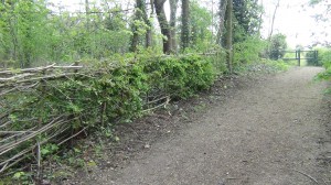Our new hedge is shaping up