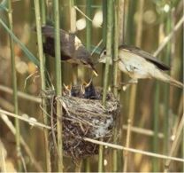 help needed with breeding birds survey in 2014